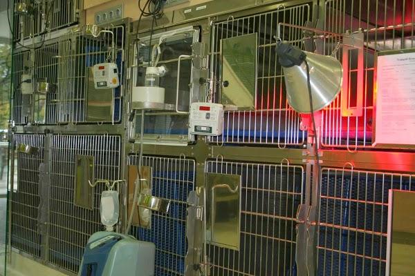 Imagen 67 Grupo 1 Ave Fénix foto