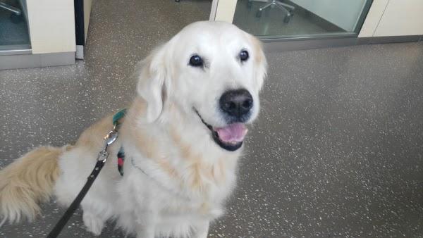 Imagen 74 Grupo 1 Ave Fénix foto