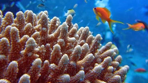 Imagen 1 Mc Donald's foto