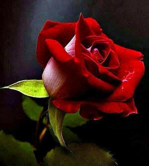 Imagen 1 Tortas El Turco foto