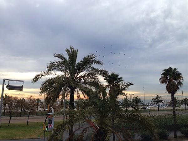 Imagen 19 Real Club Naútico de Palma foto