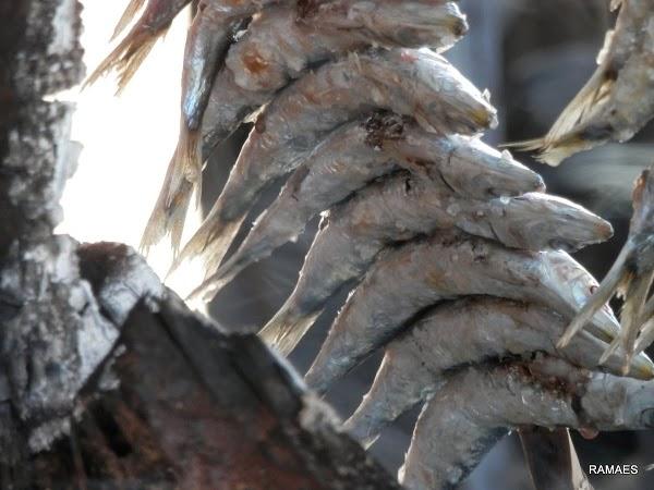 Imagen 6 SALÓN LAS VENTANAS foto