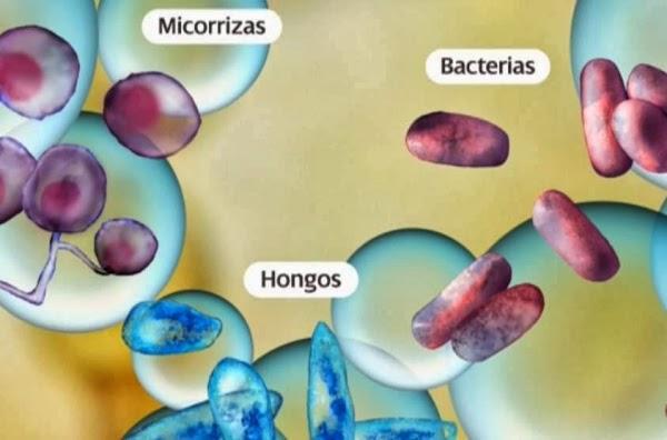 Imagen 25 SuperDino Torviscas foto