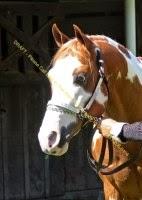 Imagen 4 GPS & TIENDA LIBERCAX foto