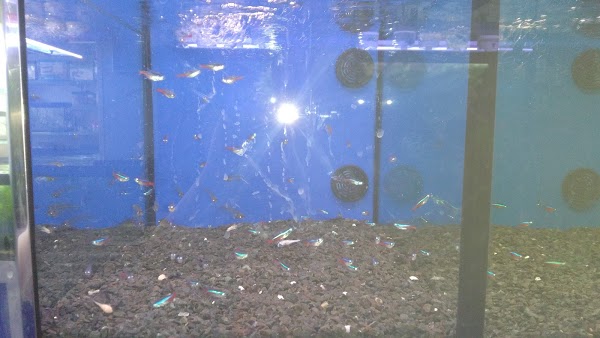 Imagen 107 Aquaris Platy foto