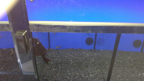 Imagen 109 Aquaris Platy foto