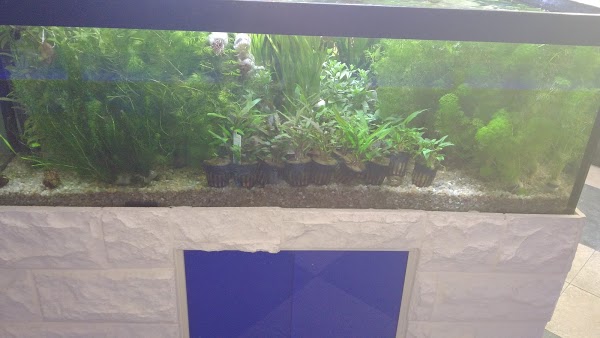 Imagen 110 Aquaris Platy foto