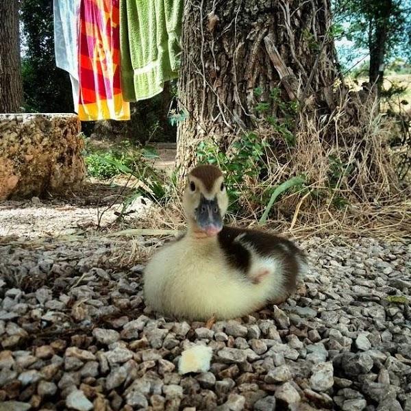 Imagen 88 Aula de Naturaleza Molino de madaura foto