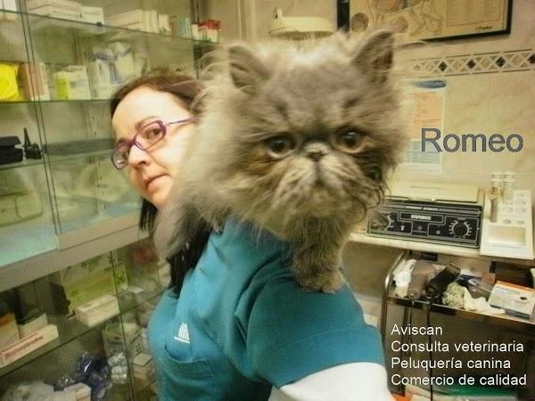 Imagen 17 AVISCAN Consulta Veterinaria foto