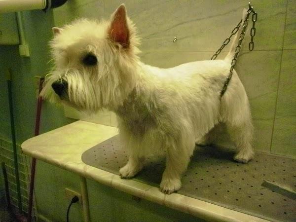 Imagen 24 AVISCAN Consulta Veterinaria foto