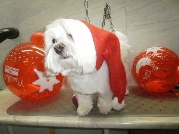 Imagen 43 AVISCAN Consulta Veterinaria foto