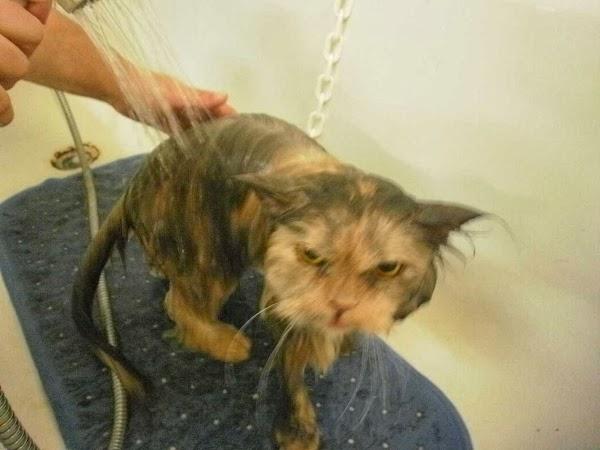 Imagen 8 AVISCAN Consulta Veterinaria foto