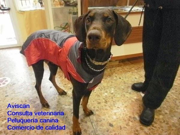 Imagen 84 AVISCAN Consulta Veterinaria foto