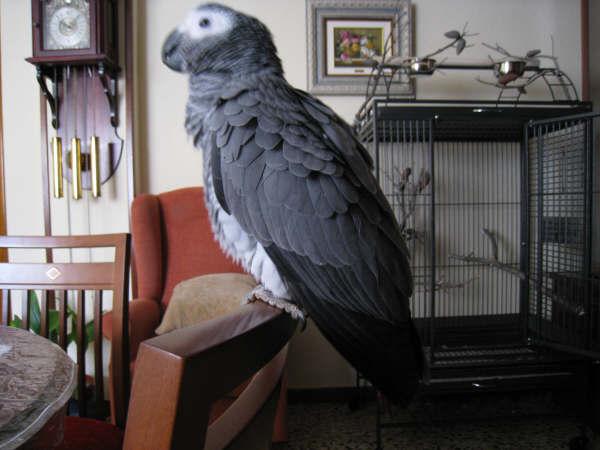 Imagen 87 AVISCAN Consulta Veterinaria foto