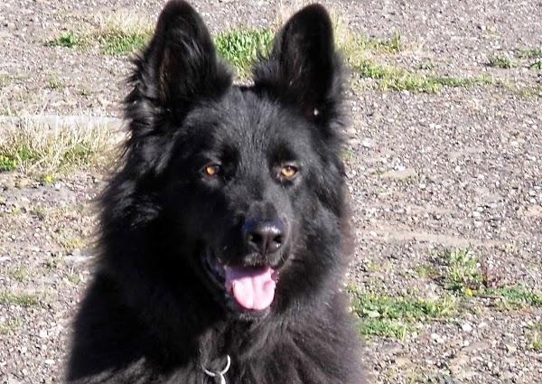 Imagen 4 teydesc foto