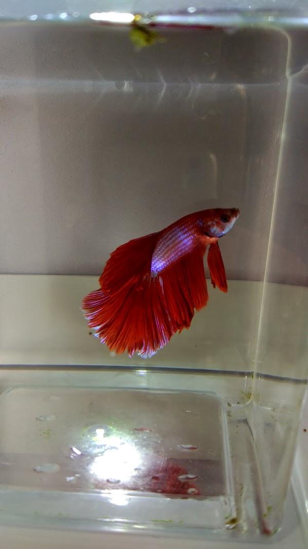Imagen 123 Funeraria Tanatorio Las Encinas Valderas foto