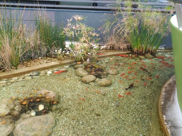 Imagen 80 Zona Esportiva Municipal Can Rull foto