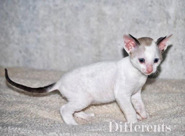 Imagen 2 Hotel Lodomar**** Spa & Talasoterapia foto