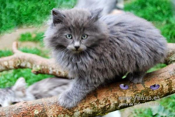 Imagen 3 Hotel Lodomar**** Spa & Talasoterapia foto