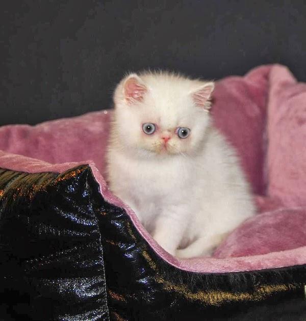 Imagen 4 Hotel Lodomar**** Spa & Talasoterapia foto