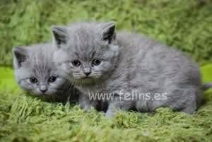 Imagen 5 Hotel Lodomar**** Spa & Talasoterapia foto