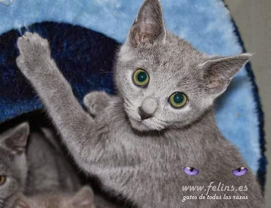 Imagen 6 Hotel Lodomar**** Spa & Talasoterapia foto