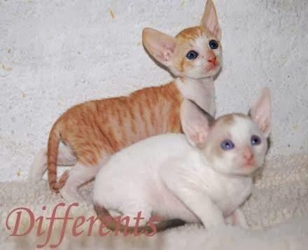 Imagen 7 Hotel Lodomar**** Spa & Talasoterapia foto