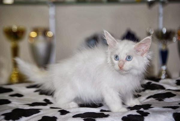 Imagen 8 Hotel Lodomar**** Spa & Talasoterapia foto