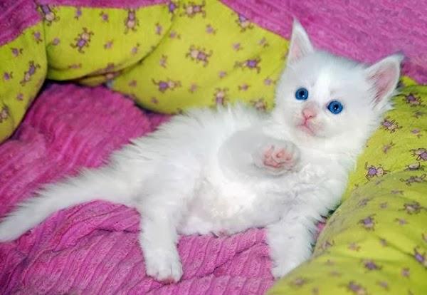 Imagen 9 Hotel Lodomar**** Spa & Talasoterapia foto