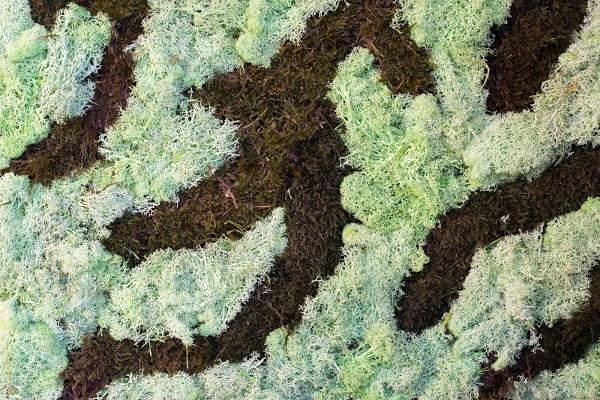 Imagen 47 Jardineros en sevilla foto