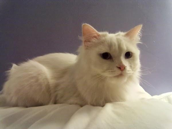 Imagen 12 Olas Altas Bed And Breakfast foto