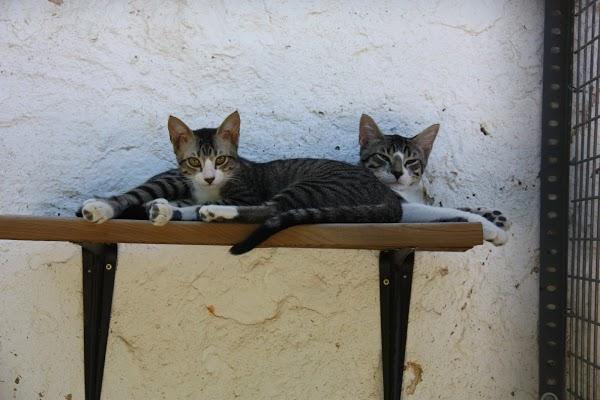 Imagen 16 East San Jose foto