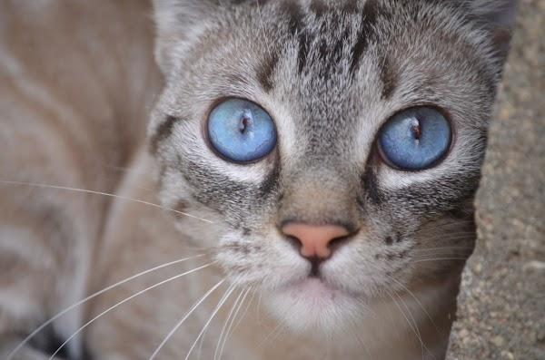 Imagen 17 East San Jose foto