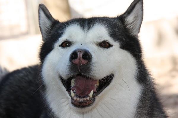 Imagen 18 East San Jose foto