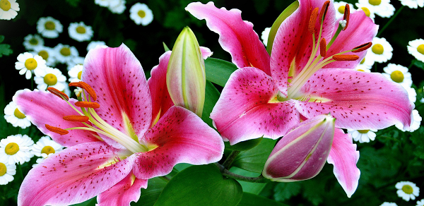 Imagen 21 H-E-B foto