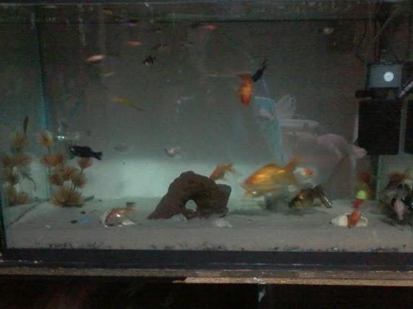 Imagen 9 Restaurante El Mijeño foto