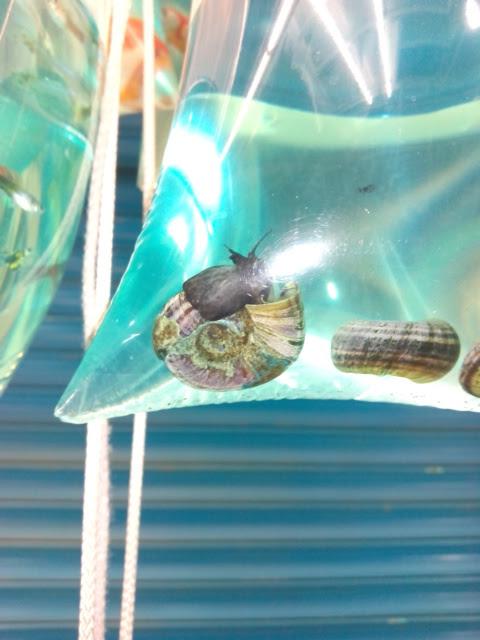 Imagen 10 Restaurante El Mijeño foto