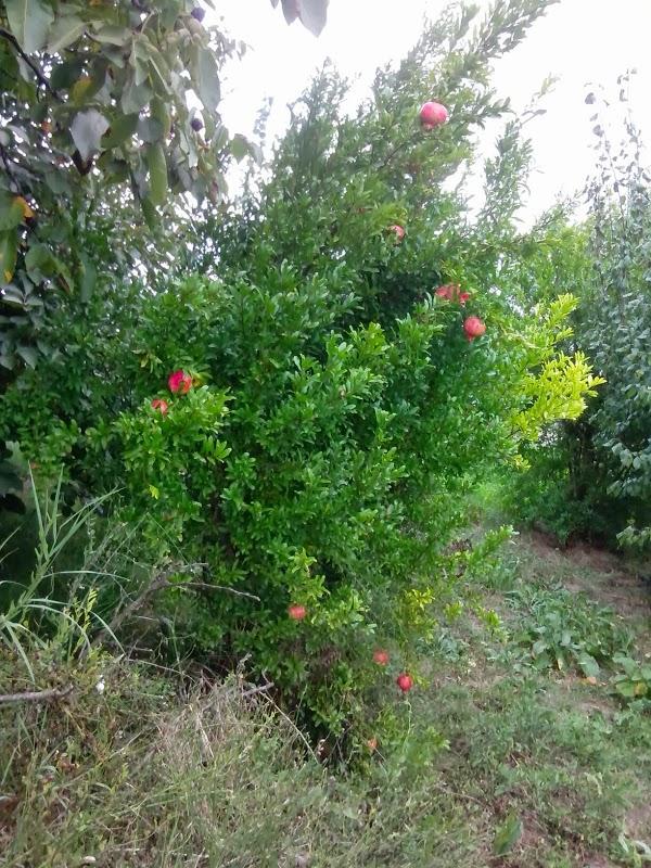 Imagen 1 Iglesia de Nuestra Señora de la Salud foto