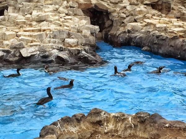 Imagen 77 Tasca Casa Fumero foto