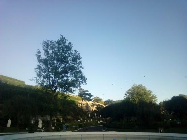 Imagen 96 Restaurante Iguanas Ranas Aljarafe foto