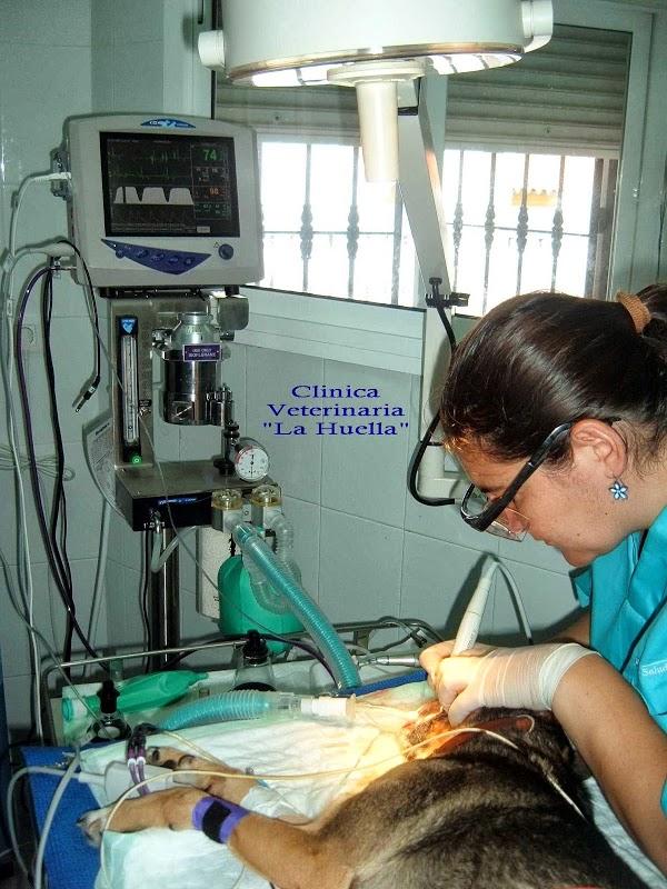 Imagen 72 Clínica Veterinaria La Huella (Umbrete) foto
