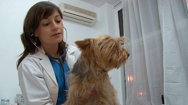 Imagen 75 Clínica Veterinaria La Huella (Umbrete) foto