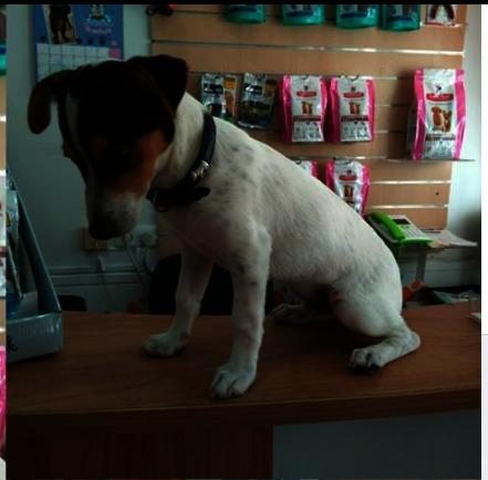 Imagen 76 Clínica Veterinaria La Huella (Umbrete) foto