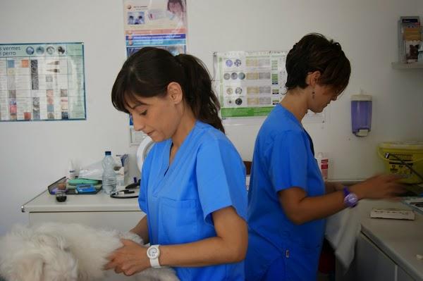 Imagen 77 Clínica Veterinaria La Huella (Umbrete) foto