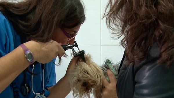 Imagen 78 Clínica Veterinaria La Huella (Umbrete) foto