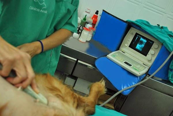 Imagen 3 Pizza Raul foto