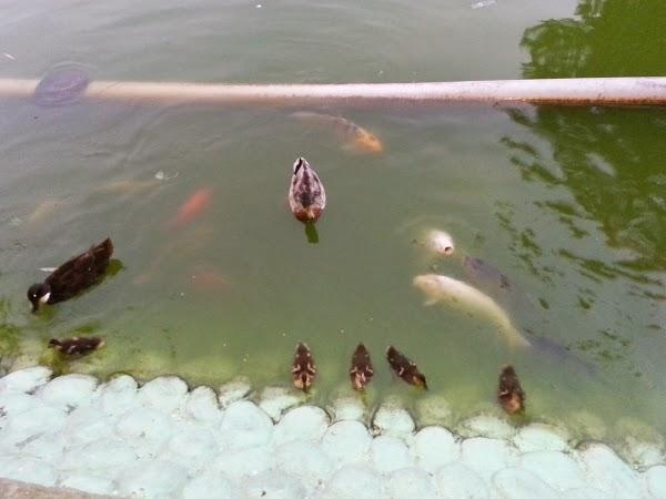 Imagen 9 Automóviles Mabusa foto