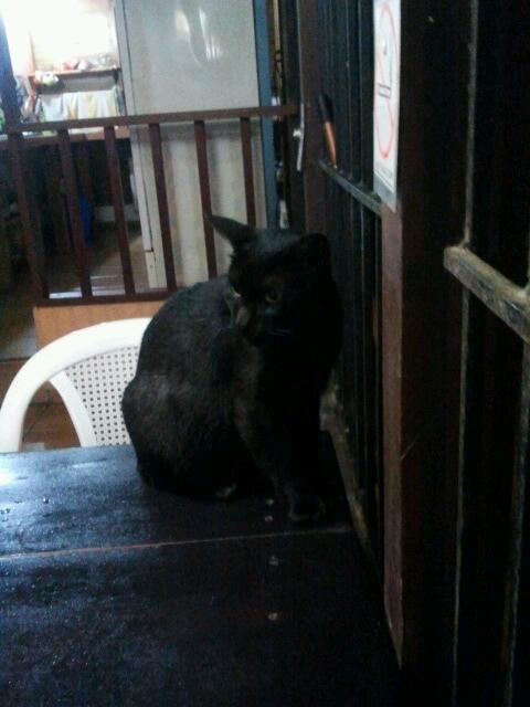 Imagen 1 Ayuntamiento de Firgas foto