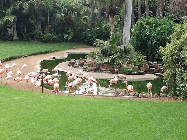 Imagen 93 Lago Martiánez foto