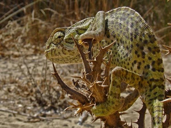 Imagen 19 Restaurante Café de Checa foto